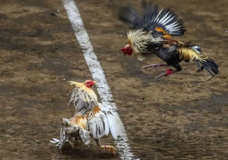 Các trận đấu tại Thomo diễn ra sôi động với các chiến kê được tuyển chọn kỹ lưỡng