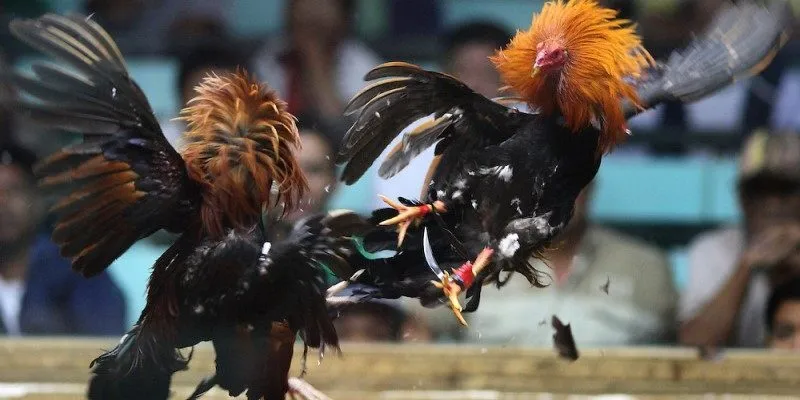 Đá gà cựa dao là một trong những hình thức đá gà kịch tính, hấp dẫn hiện nay Đá gà cựa dao là một trong những hình thức đá gà kịch tính, hấp dẫn hiện nay