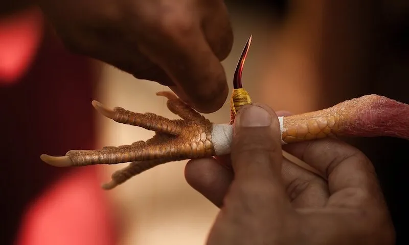 Tìm hiểu tổng quan về đá gà cựa sắt