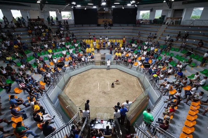 Hình thức đá gà Philippines là gì?