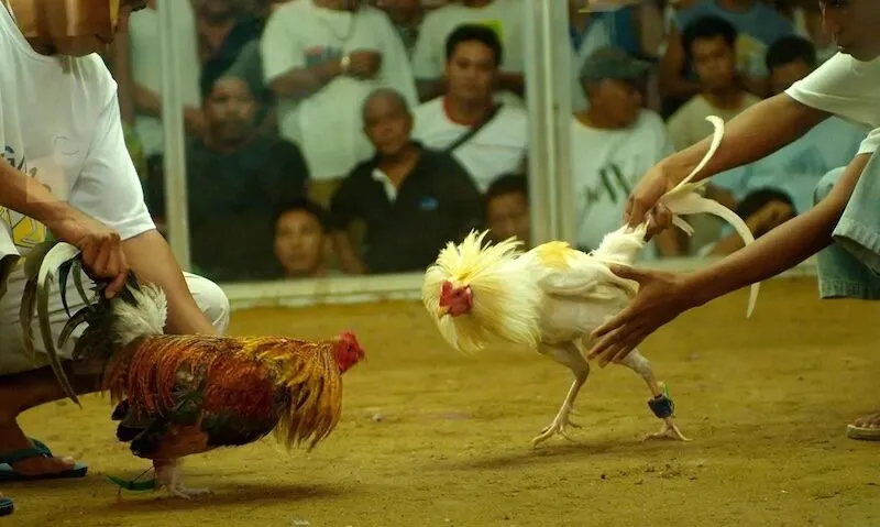 Những lưu ý khi tìm hiểu và chơi cá cược đá gà Philippines