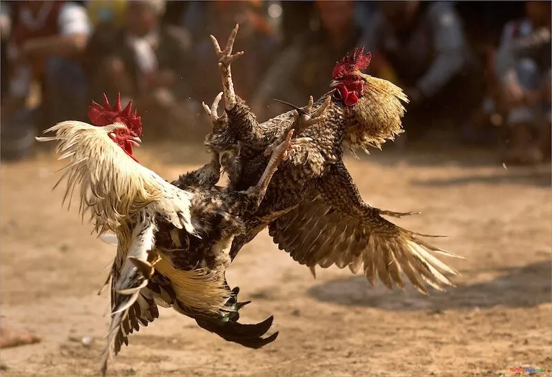 Cá cược đá gà truyền thống sao hiệu quả?