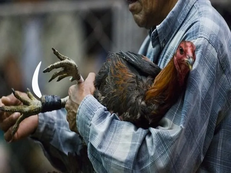 Kinh nghiệm đặt cược đá gà dễ thắng cho cược thủ Kinh nghiệm đặt cược đá gà dễ thắng cho cược thủ