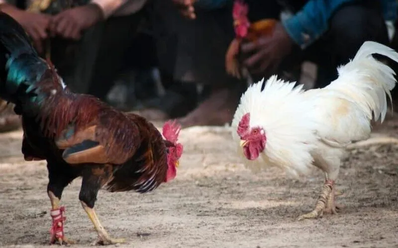 Những dòng gà chiến nổi tiếng tham gia đá gà Thomo